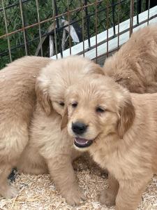 Golden Retriever Puppies