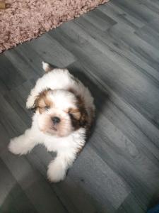 Shih Tzu Male Pup 7 Week Old