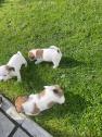 Jack Russell puppies in Neath, Neath Port Talbot