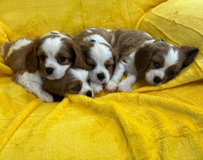 Cavalier King Charles Puppies in , <br />
<b>Notice</b>:  Undefined index: country in <b>/home/dogbreedersgallery/public_html/temp/8a6af99ac9f223d2246a14de2265ada4fad41ac6_0.file.listing_gallery.html.php</b> on line <b>69</b><br />
