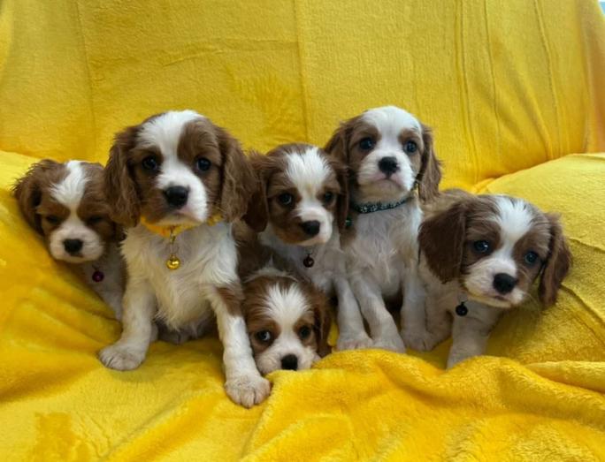 Cavalier King Charles Puppies in , <br />
<b>Notice</b>:  Undefined index: country in <b>/home/dogbreedersgallery/public_html/temp/8a6af99ac9f223d2246a14de2265ada4fad41ac6_0.file.listing_gallery.html.php</b> on line <b>69</b><br />
