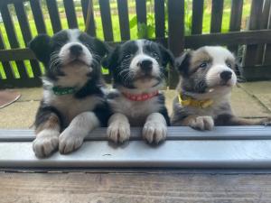 Border Collie Puppies