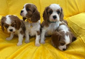 Cavalier King Charles Puppies