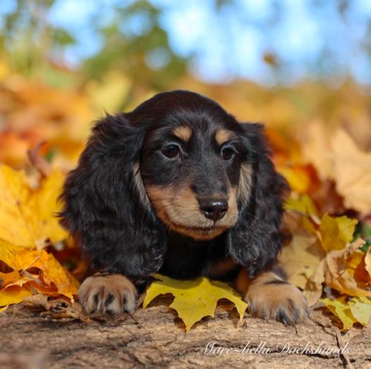 Miniature Dachshund Puppies in , 