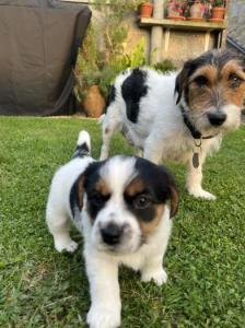 Gorgeous Jack Russell Puppies in Aberdeen, UK