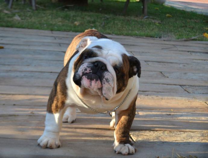 Exact Classic Bulldogs in , 