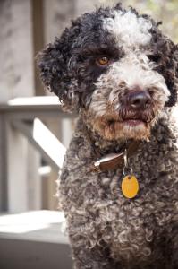 Blackberry Farm Lagotto