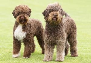 Lagotto Romagnolo