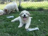 Mistry Great Pyrenees in Ramona, California