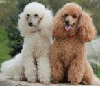 Wissfire Toy Poodles in Wilmington, Delaware