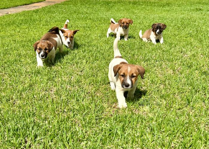 Jack Russell Puppies for sale in , 