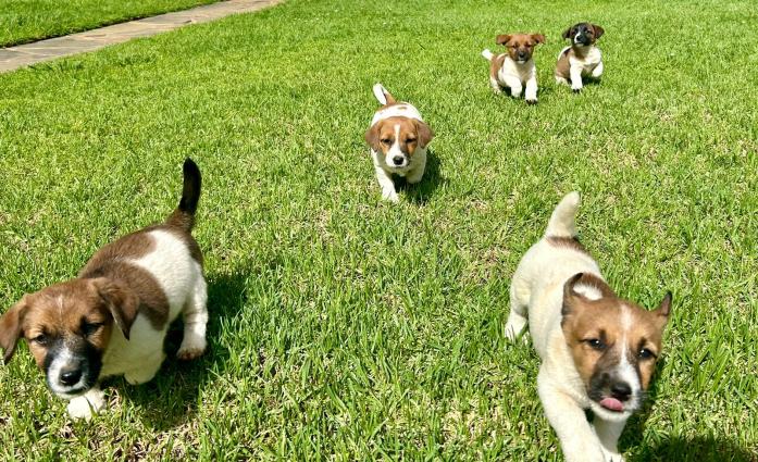 Jack Russell Puppies for sale in , 