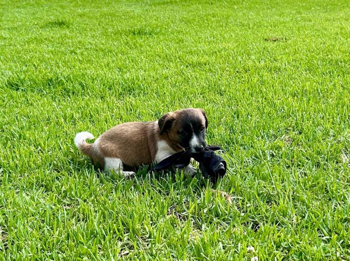 Jack Russell Puppies for sale in , 