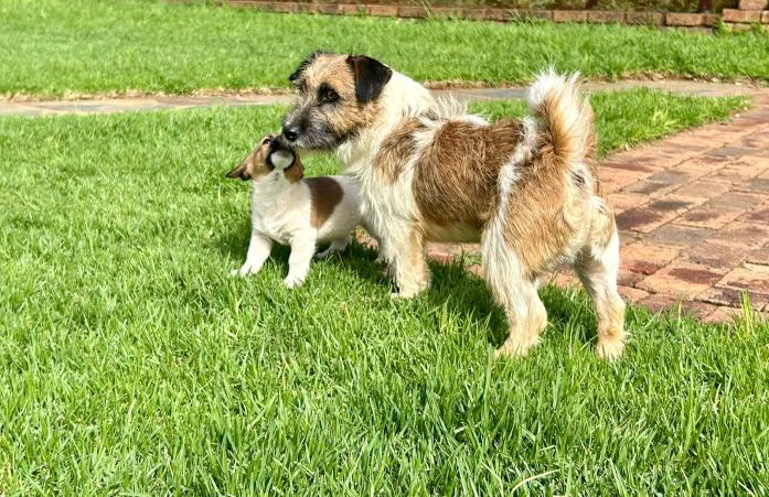 Jack Russell Puppies for sale in , 