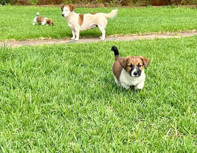 Jack Russell Puppies for sale in , 