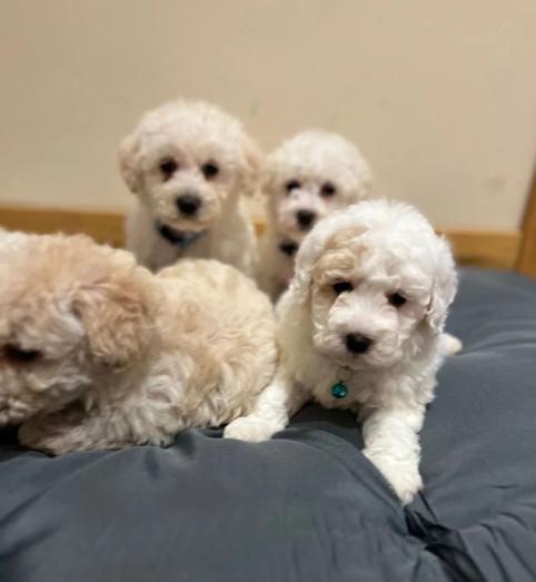 Westiepoo Puppies - West Highland Terrier x Toy poodle in , <br />
<b>Notice</b>:  Undefined index: country in <b>/home/dogbreedersgallery/public_html/temp/8a6af99ac9f223d2246a14de2265ada4fad41ac6_0.file.listing_gallery.html.php</b> on line <b>69</b><br />
