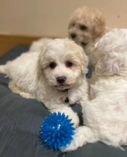 Westiepoo Puppies - West Highland Terrier x Toy poodle in , <br />
<b>Notice</b>:  Undefined index: country in <b>/home/dogbreedersgallery/public_html/temp/8a6af99ac9f223d2246a14de2265ada4fad41ac6_0.file.listing_gallery.html.php</b> on line <b>69</b><br />
