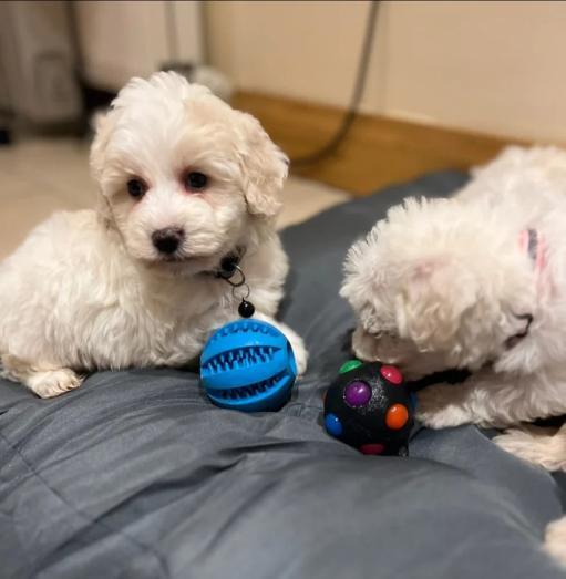 Westiepoo Puppies - West Highland Terrier x Toy poodle in , <br />
<b>Notice</b>:  Undefined index: country in <b>/home/dogbreedersgallery/public_html/temp/8a6af99ac9f223d2246a14de2265ada4fad41ac6_0.file.listing_gallery.html.php</b> on line <b>69</b><br />
