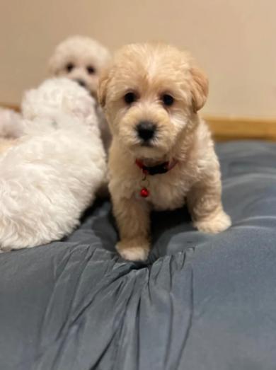 Westiepoo Puppies - West Highland Terrier x Toy poodle in , <br />
<b>Notice</b>:  Undefined index: country in <b>/home/dogbreedersgallery/public_html/temp/8a6af99ac9f223d2246a14de2265ada4fad41ac6_0.file.listing_gallery.html.php</b> on line <b>69</b><br />
