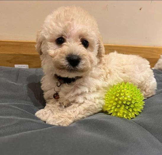 Westiepoo Puppies - West Highland Terrier x Toy poodle in , <br />
<b>Notice</b>:  Undefined index: country in <b>/home/dogbreedersgallery/public_html/temp/8a6af99ac9f223d2246a14de2265ada4fad41ac6_0.file.listing_gallery.html.php</b> on line <b>69</b><br />
