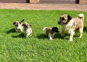 Jack Russell Puppies for sale