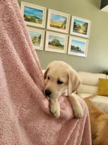 Labrador pups