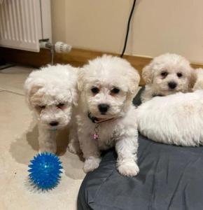 Westiepoo Puppies - West Highland Terrier x Toy poodle