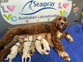 Seaspray Australian Labradoodles in Lady Lake, Florida