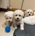 Westiepoo Puppies - West Highland Terrier x Toy poodle in Dungannon, County Tyrone