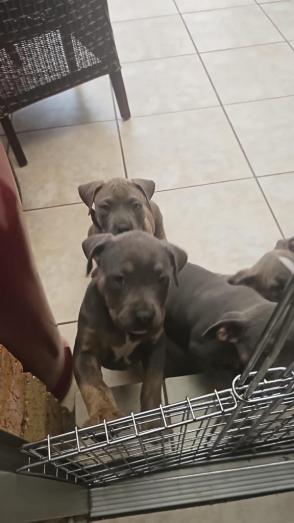 American Bully Pups in , 