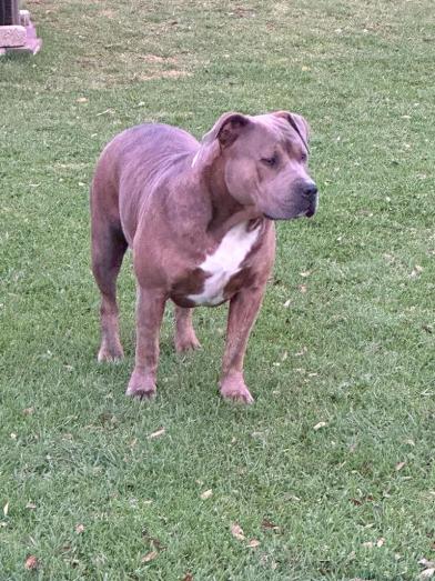 American Bully Pups in , 