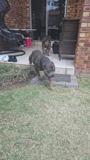 American Bully Pups in , 