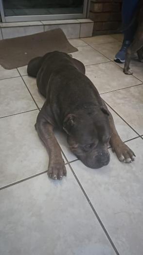 American Bully Pups in , 