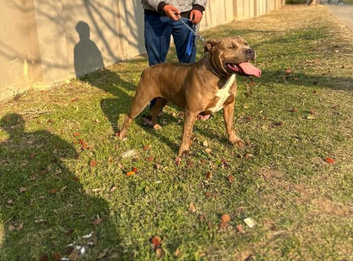 American Bully Pups in , 