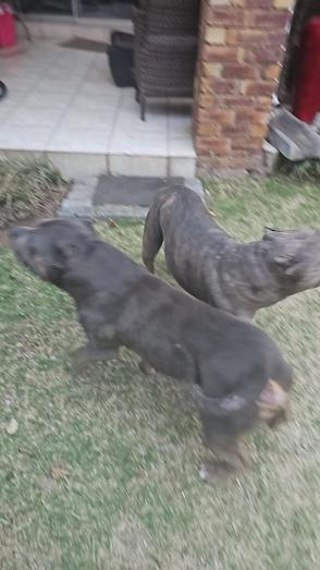 American Bully Pups in , 