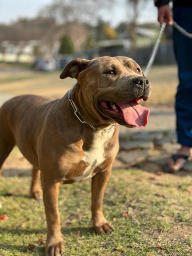 American Bully Pups in , 