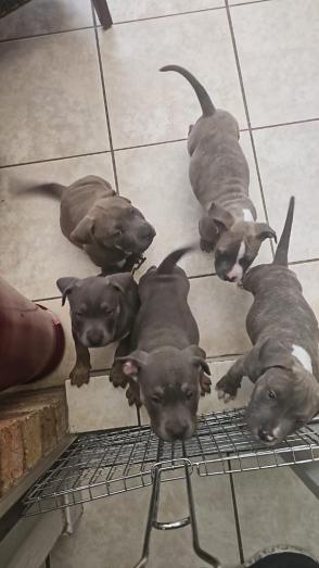 American Bully Pups in , 