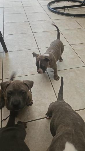 American Bully Pups in , 