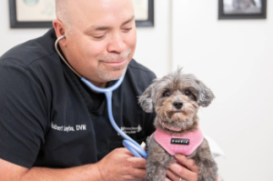 San Francisco Pet Hospital